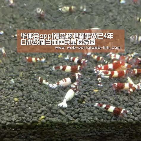 华体会app|福岛核泄漏事故已4年 日本鼓励当地居民重返家园(图2) 华体会app|福岛核泄漏事故已4年 日本鼓励当地居民重返家园(图2)